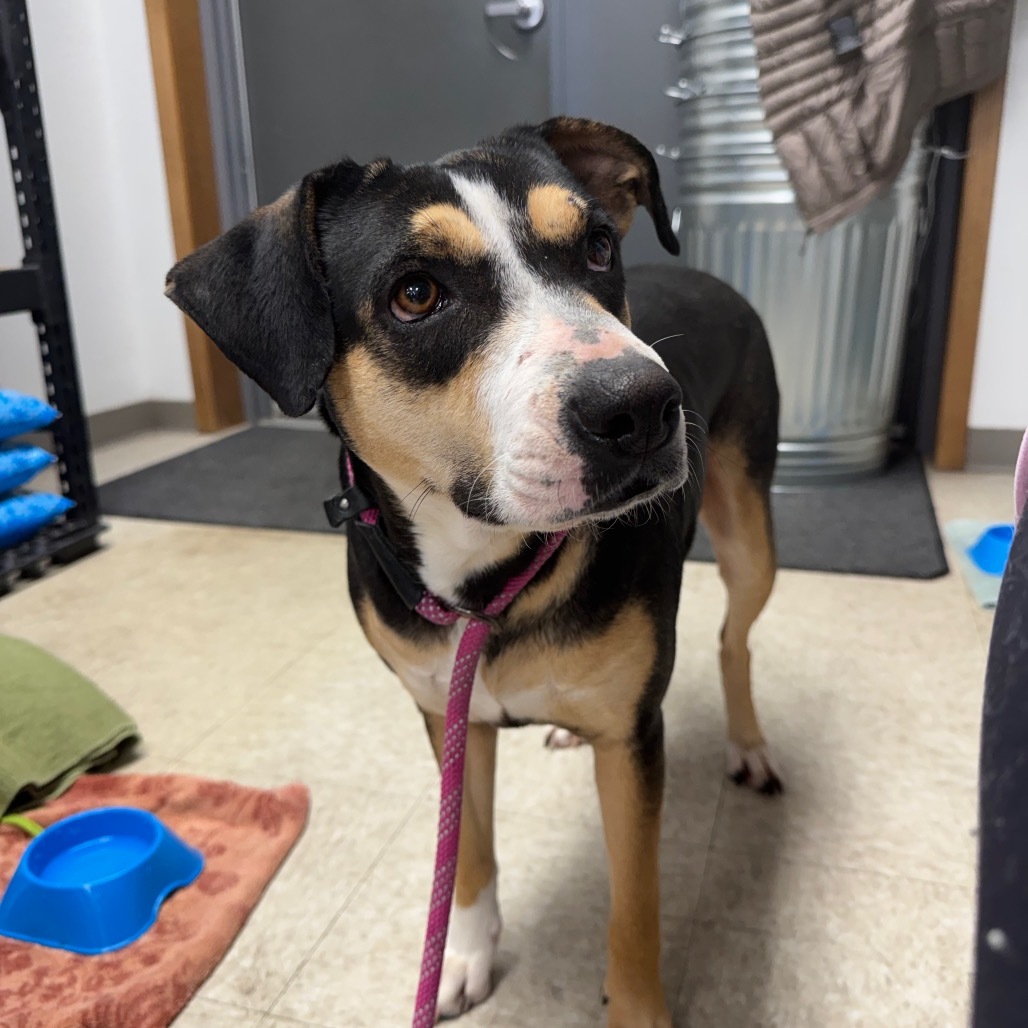 Bailey, an adoptable Catahoula Leopard Dog, Mixed Breed in Baldwin, WI, 54002 | Photo Image 2
