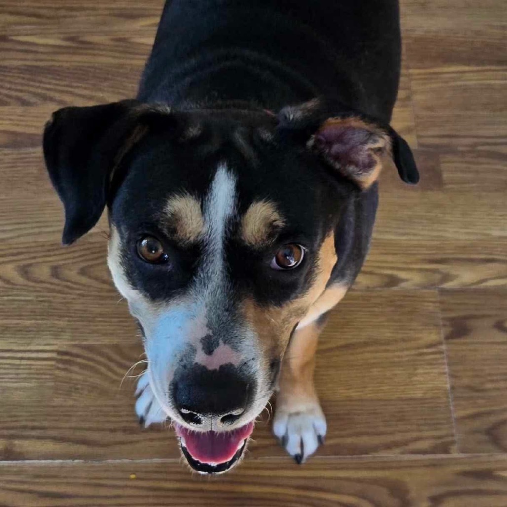 Bailey, an adoptable Catahoula Leopard Dog, Mixed Breed in Baldwin, WI, 54002 | Photo Image 3