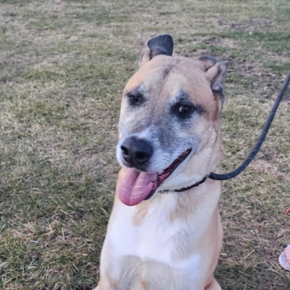 Kennon, an adoptable Akita in Baldwin, WI, 54002 | Photo Image 2