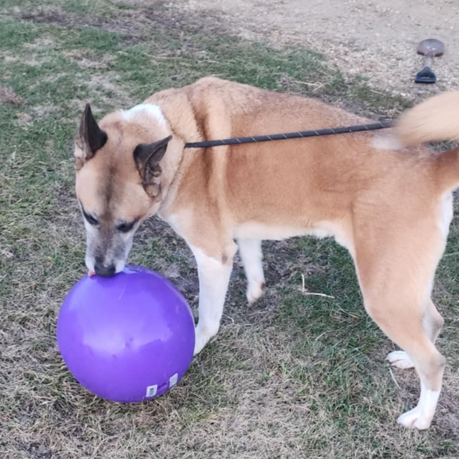 Kennon, an adoptable Akita in Baldwin, WI, 54002 | Photo Image 3