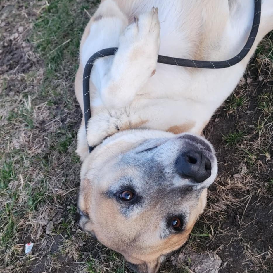 Kennon, an adoptable Akita in Baldwin, WI, 54002 | Photo Image 4