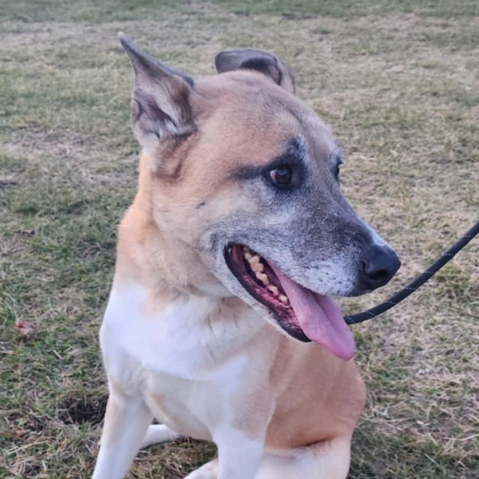 Kennon, an adoptable Akita in Baldwin, WI, 54002 | Photo Image 5