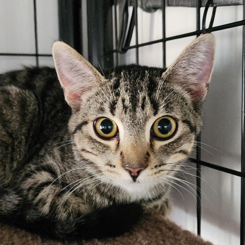 Ninja, an adoptable Domestic Short Hair in Baldwin, WI, 54002 | Photo Image 2