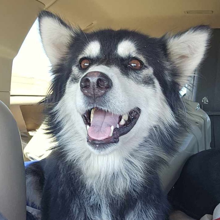 Josie, an adoptable Husky in Baldwin, WI, 54002 | Photo Image 2