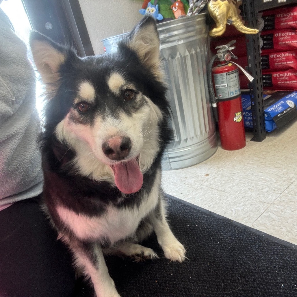 Josie, an adoptable Husky in Baldwin, WI, 54002 | Photo Image 3