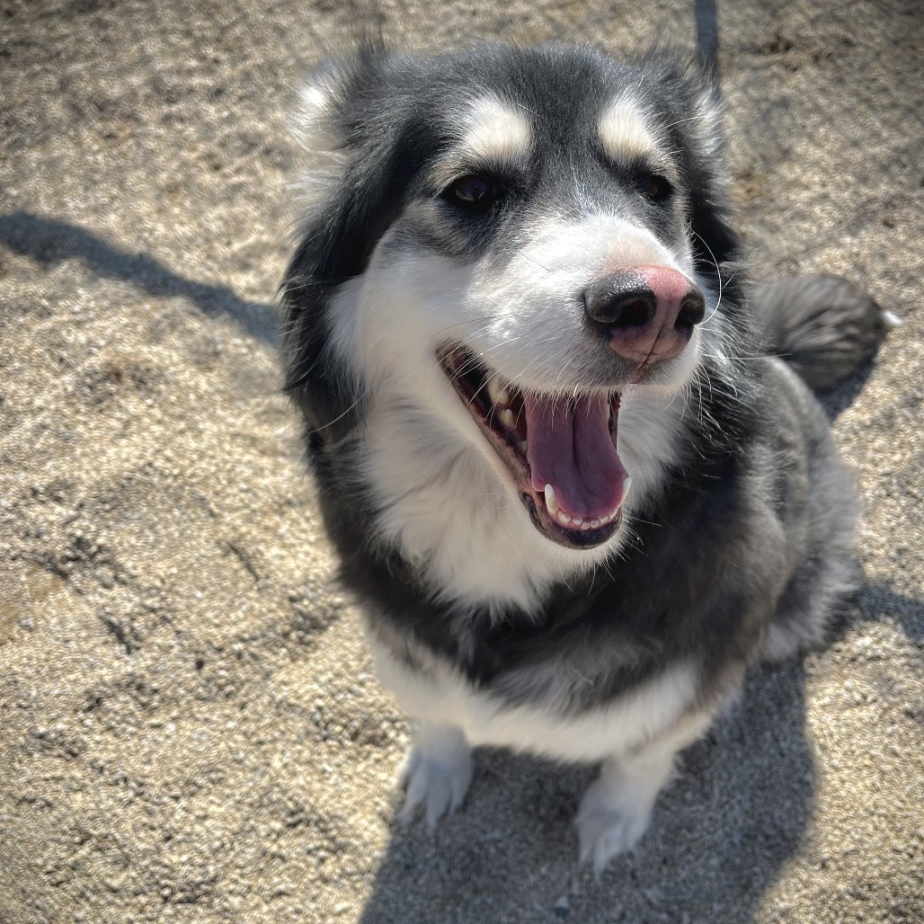 Josie, an adoptable Husky in Baldwin, WI, 54002 | Photo Image 4
