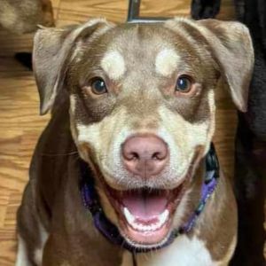 Maple, Adult Female Chocolate Labrador Retriever