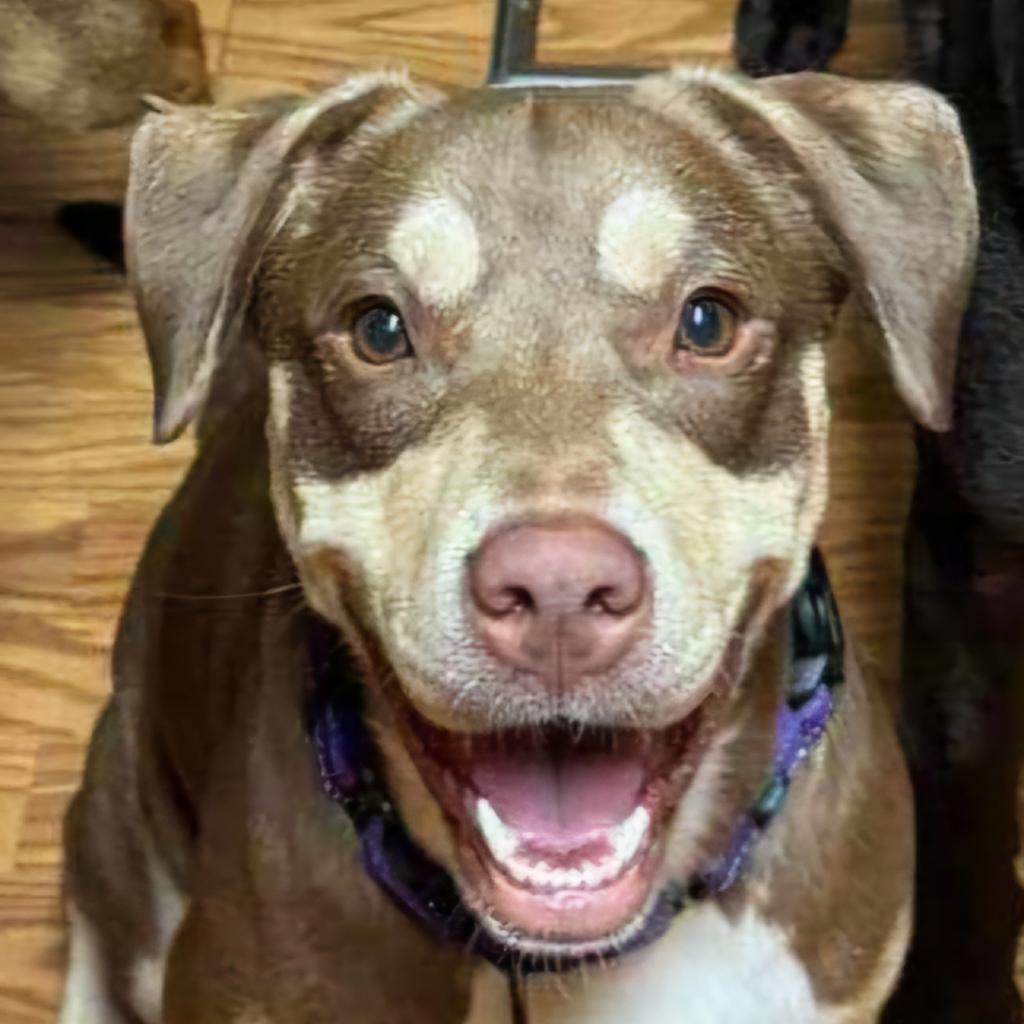 Maple, an adoptable Chocolate Labrador Retriever, Australian Shepherd in Baldwin, WI, 54002 | Photo Image 1