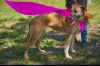 Brooke- will make a Super Pet