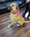 Brooke- will make a Super Pet