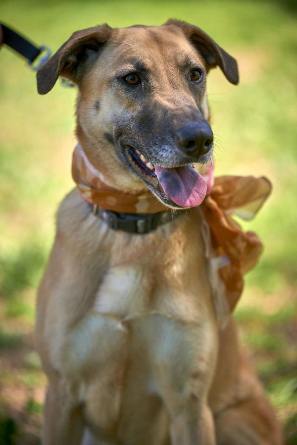 Brooke- The Lab Collie thumbnail 3