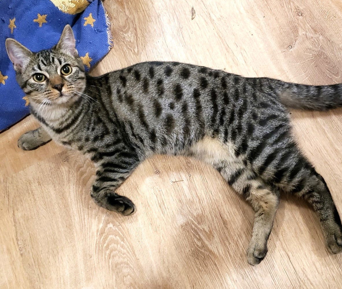 Star, an adoptable Domestic Short Hair, Tabby in Springfield, OR, 97475 | Photo Image 6