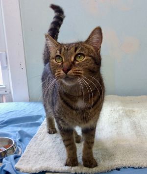 Zuma, Young Female Tabby