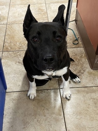 Dog For Adoption - Vito, A Mixed Breed In Cincinnati, Oh 