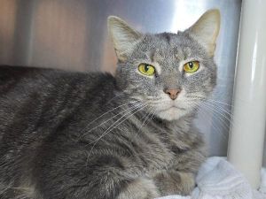 Jabba, Adult Male Domestic Short Hair
