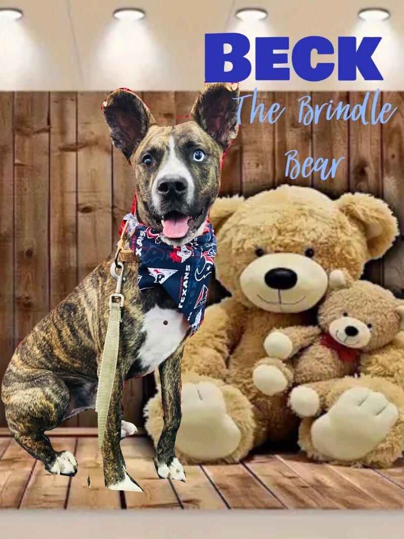 Beck the Brindle Bear