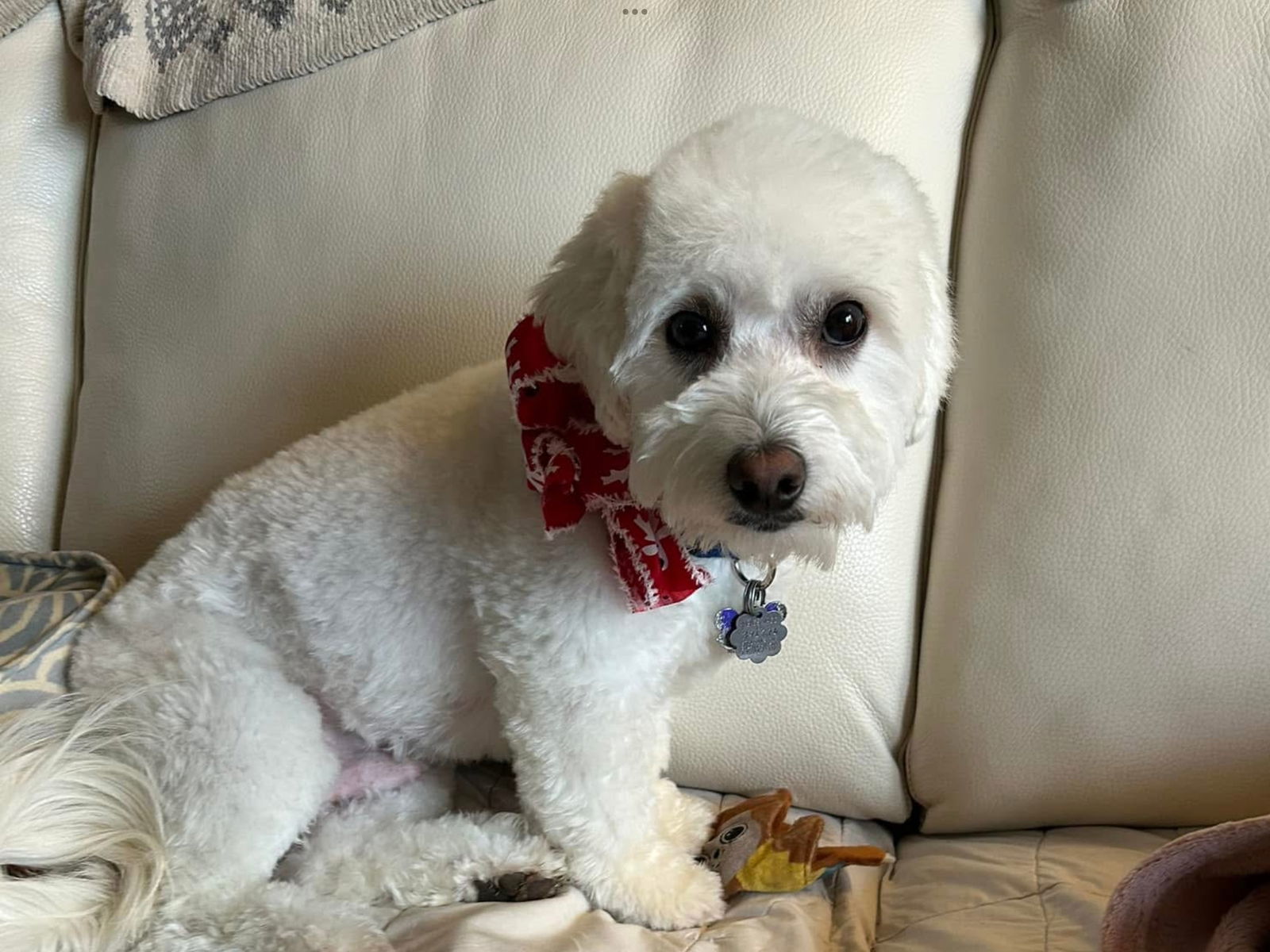 Crew, an adoptable Havanese, Bichon Frise in St. Louis, MO, 63125 | Photo Image 1