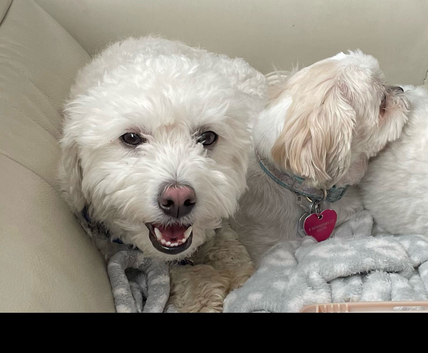 Crew, an adoptable Havanese, Bichon Frise in St. Louis, MO, 63125 | Photo Image 3