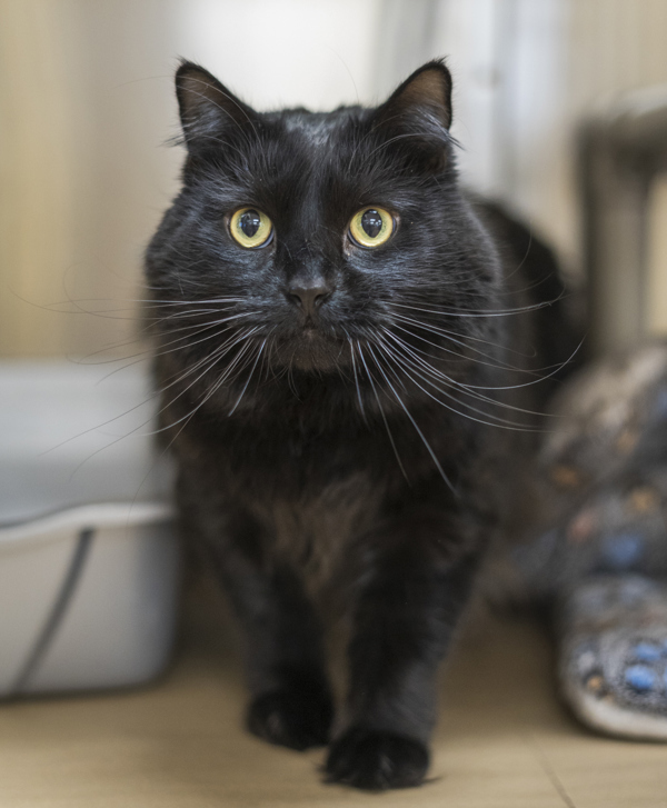 Motley, an adoptable Domestic Long Hair in Kennewick, WA, 99336 | Photo Image 1