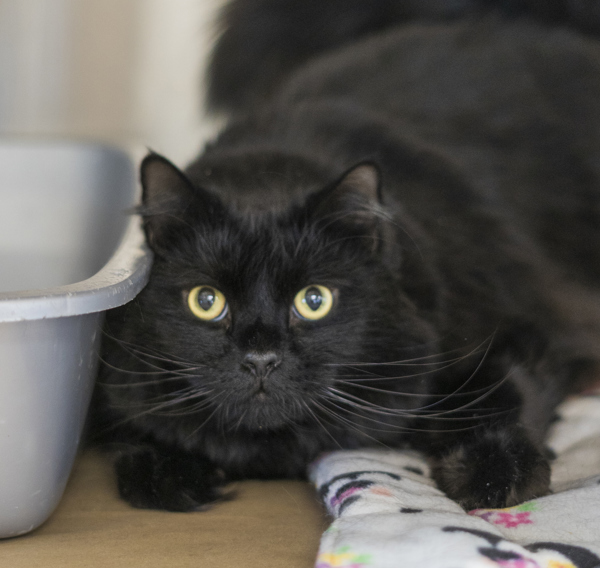 Motley, an adoptable Domestic Long Hair in Kennewick, WA, 99336 | Photo Image 2