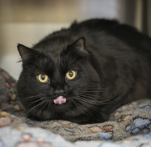 Motley, an adoptable Domestic Long Hair in Kennewick, WA, 99336 | Photo Image 3