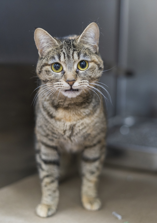 Myra, an adoptable Domestic Short Hair in Kennewick, WA, 99336 | Photo Image 1