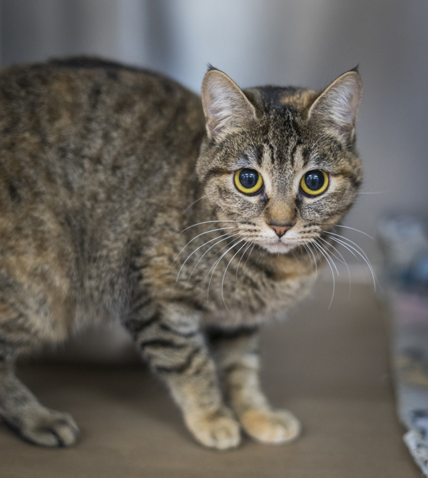 Myra, an adoptable Domestic Short Hair in Kennewick, WA, 99336 | Photo Image 2