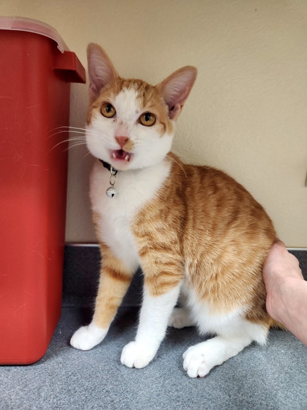 Star, an adoptable Domestic Short Hair in Kennewick, WA, 99336 | Photo Image 1