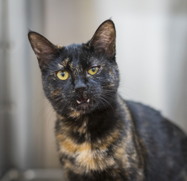 Manchita, an adoptable Domestic Short Hair in Kennewick, WA, 99336 | Photo Image 1