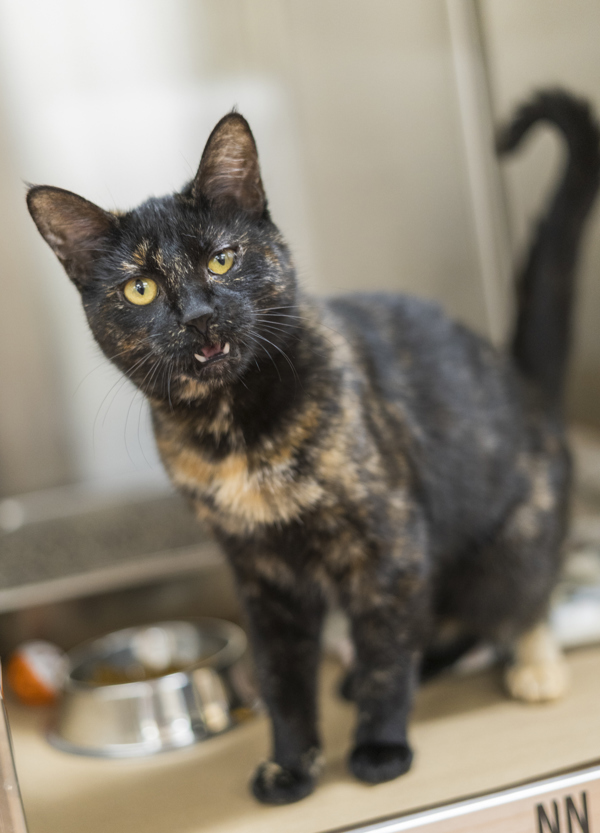 Manchita, an adoptable Domestic Short Hair in Kennewick, WA, 99336 | Photo Image 2