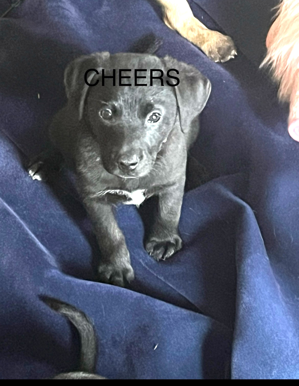 Cheers