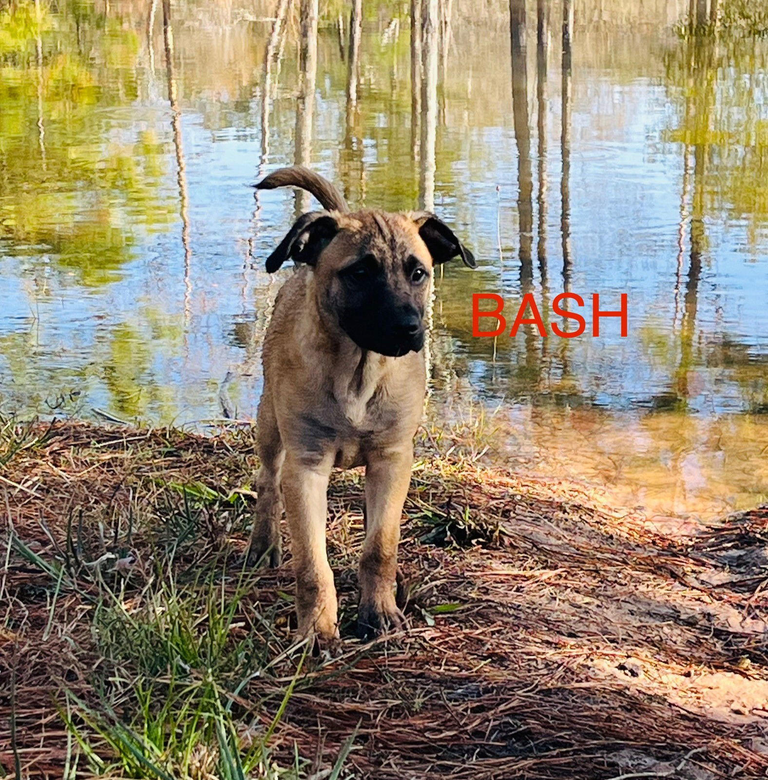Bash