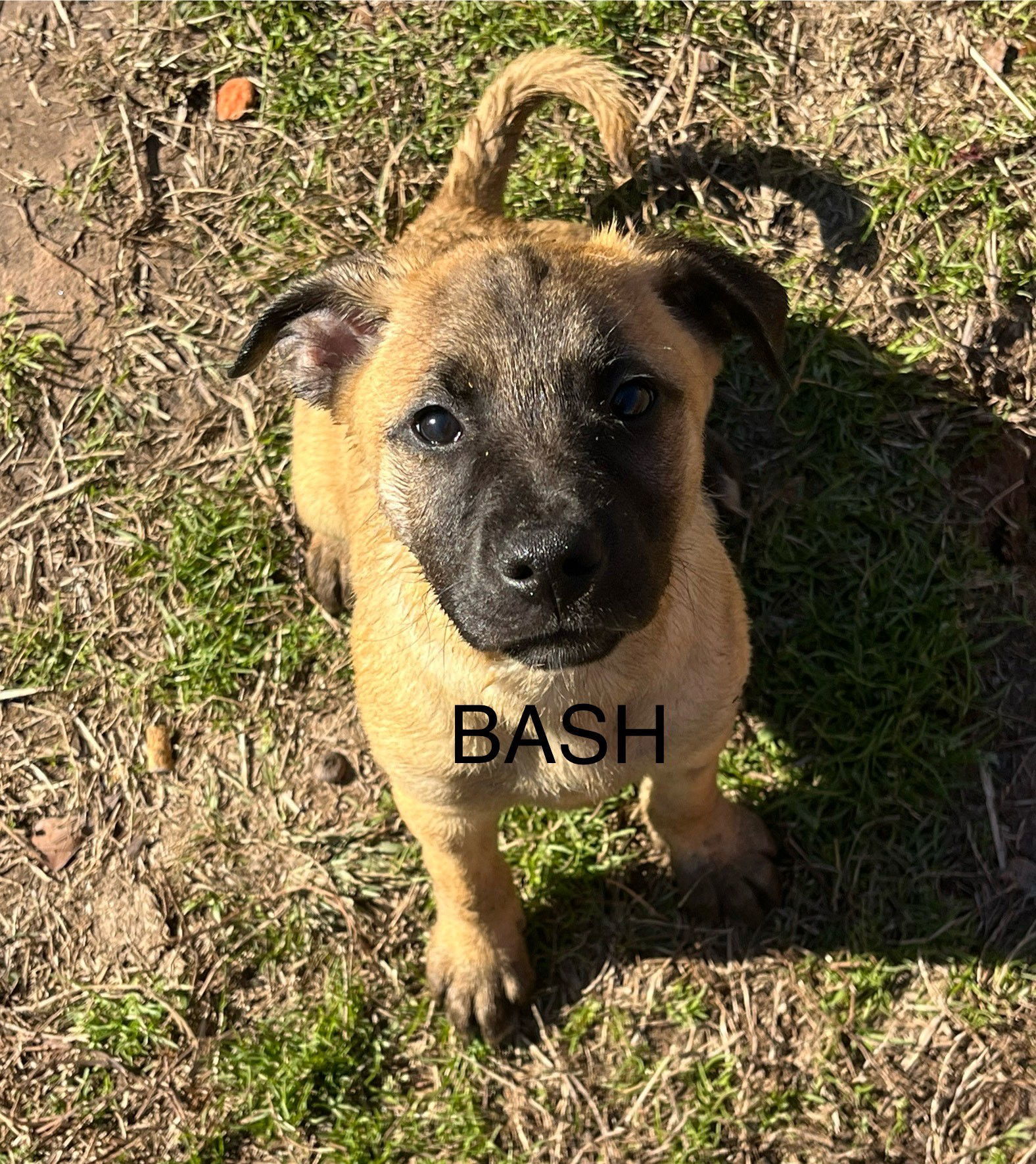 Bash