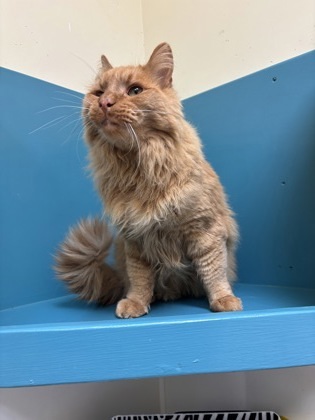 Cheeto, an adoptable Domestic Long Hair, Domestic Short Hair in Pendleton, OR, 97801 | Photo Image 1