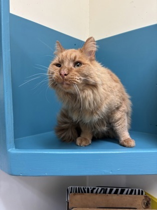 Cheeto, an adoptable Domestic Long Hair, Domestic Short Hair in Pendleton, OR, 97801 | Photo Image 2