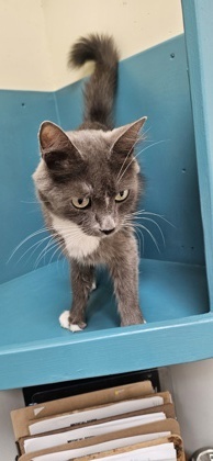 Joy, an adoptable Domestic Medium Hair, Domestic Short Hair in Pendleton, OR, 97801 | Photo Image 1