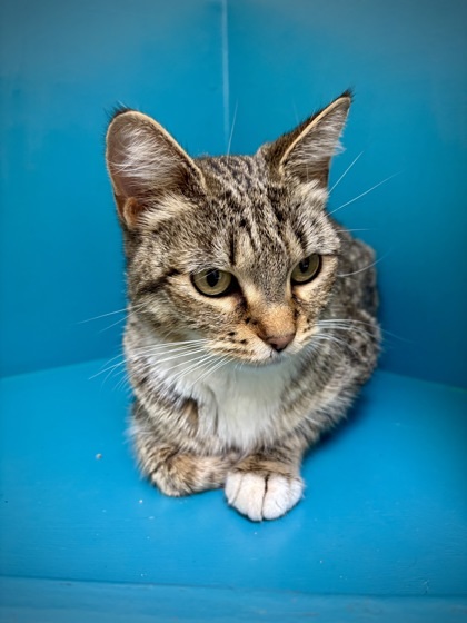 Maggie, an adoptable Domestic Short Hair in Pendleton, OR, 97801 | Photo Image 1