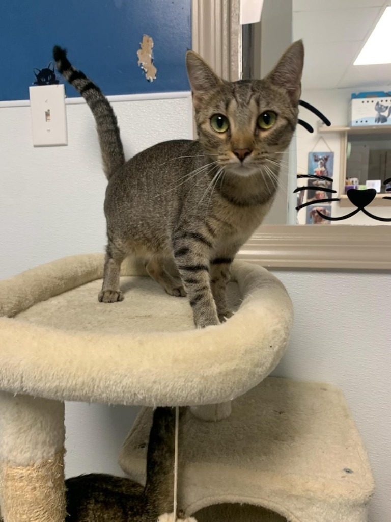 Sassy, an adoptable Domestic Short Hair in Batesville, AR, 72501 | Photo Image 1