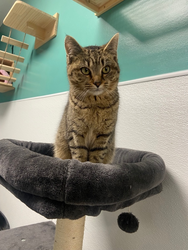 Sassy, an adoptable Domestic Short Hair in Batesville, AR, 72501 | Photo Image 2