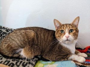 Max white nose and paws is a super sweet and gorgeous little tiger He was quite shy when he first
