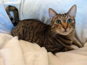 Otis is a total super curious goofball and a sandwich cat He wants to be in the middle of everythin