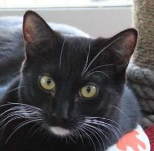 PORSCHE Domestic Short Hair Cat