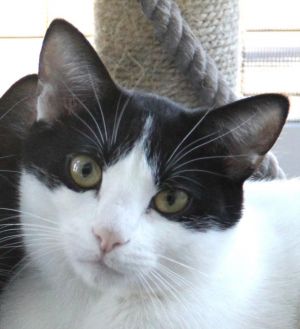Ferrari gets his name because he tears through the house like a little race car driver Hes definit