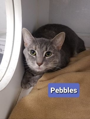 Pebbles