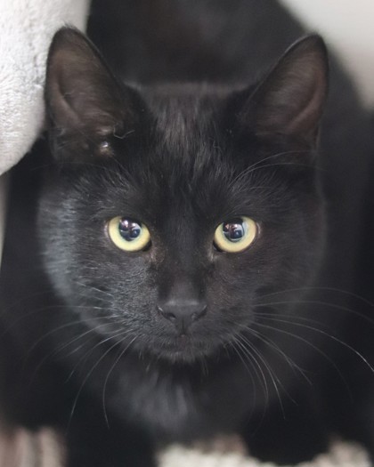 Winnie, an adoptable Domestic Short Hair in Walla Walla, WA, 99362 | Photo Image 1