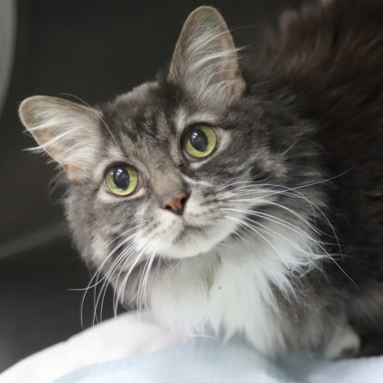 Boots, an adoptable Domestic Short Hair in Walla Walla, WA, 99362 | Photo Image 1