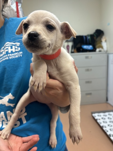 Attina, an adoptable Havanese, Chihuahua in Kennewick, WA, 99336 | Photo Image 1