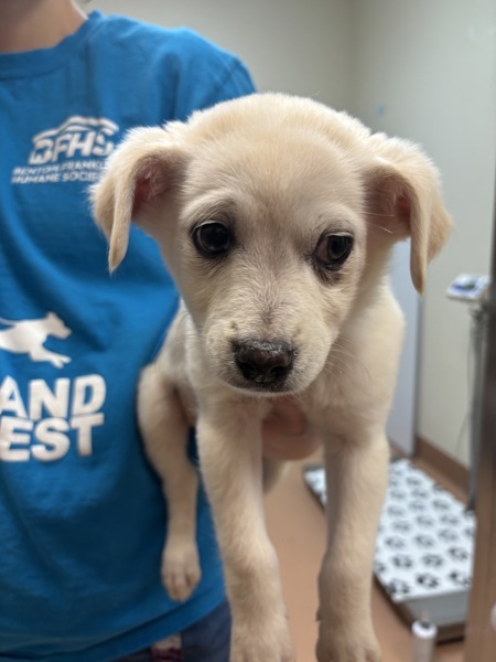 Maximus, an adoptable Havanese, Chihuahua in Kennewick, WA, 99336 | Photo Image 1