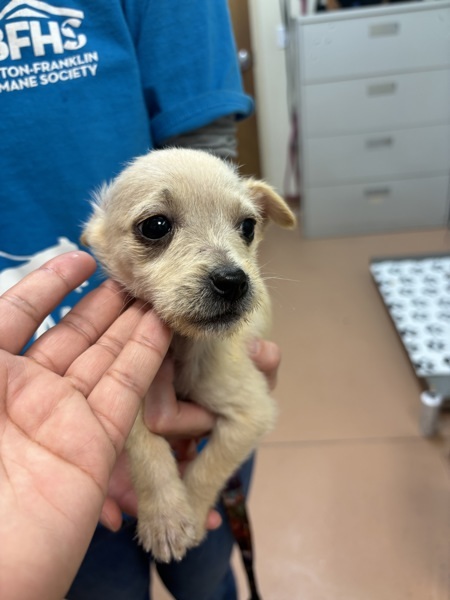 Flounder, an adoptable Havanese, Chihuahua in Kennewick, WA, 99336 | Photo Image 1