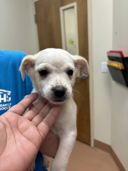 Sebastian, an adoptable Havanese, Chihuahua in Kennewick, WA, 99336 | Photo Image 1